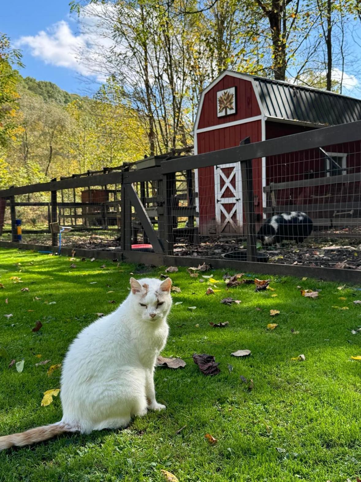 The Renovated Barn At Seneca Rocks Exterior foto